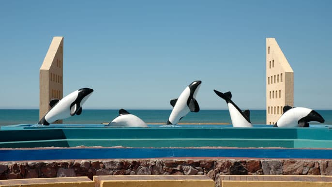 Secuencias de mamífero marino