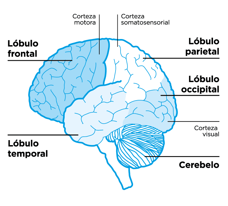 Glosario: Cara externa de la porción superior del Sistema Nervioso Central