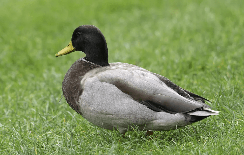 Imagen de un pato