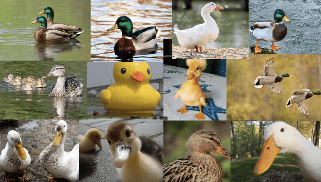 Collage de patos