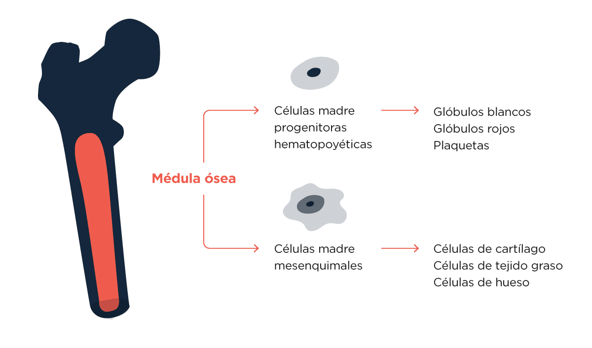 Ilustración que muestra la médula ósea en un hueso largo y los dos tipos de células madre que produce: las células madre progenitoras hematopoyéticas y las células madre mesenquimales. Las células madre progenitoras hematopoyéticas generan glóbulos blancos, glóbulos rojos y plaquetas. Las células madre mesenquimales generan células de cartílago, células de tejido graso y células de hueso.