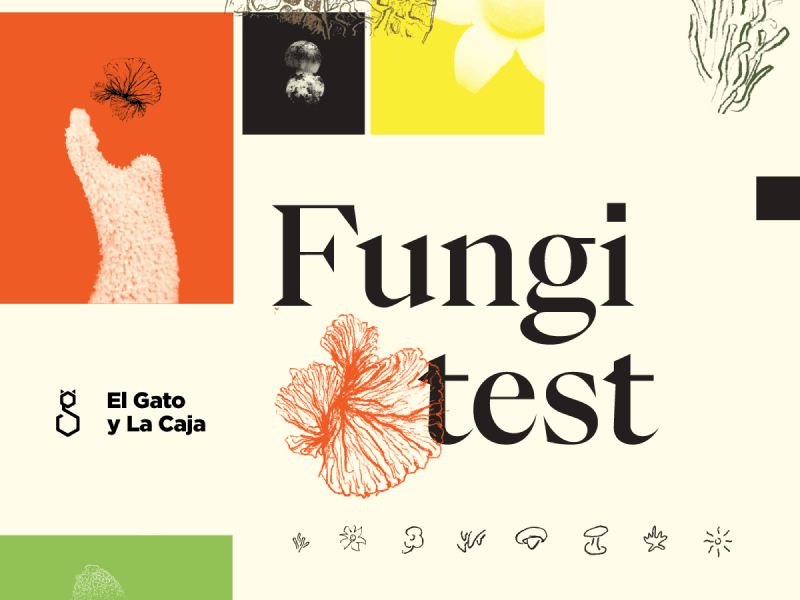 Imagen con el título Fungitest, compuesta por ilustraciones y fotografías de hongos en bloques de colores. La palabra está dividida en dos líneas y decorada con hongos Cordyceps y Melena de león ilustrados en rojo.