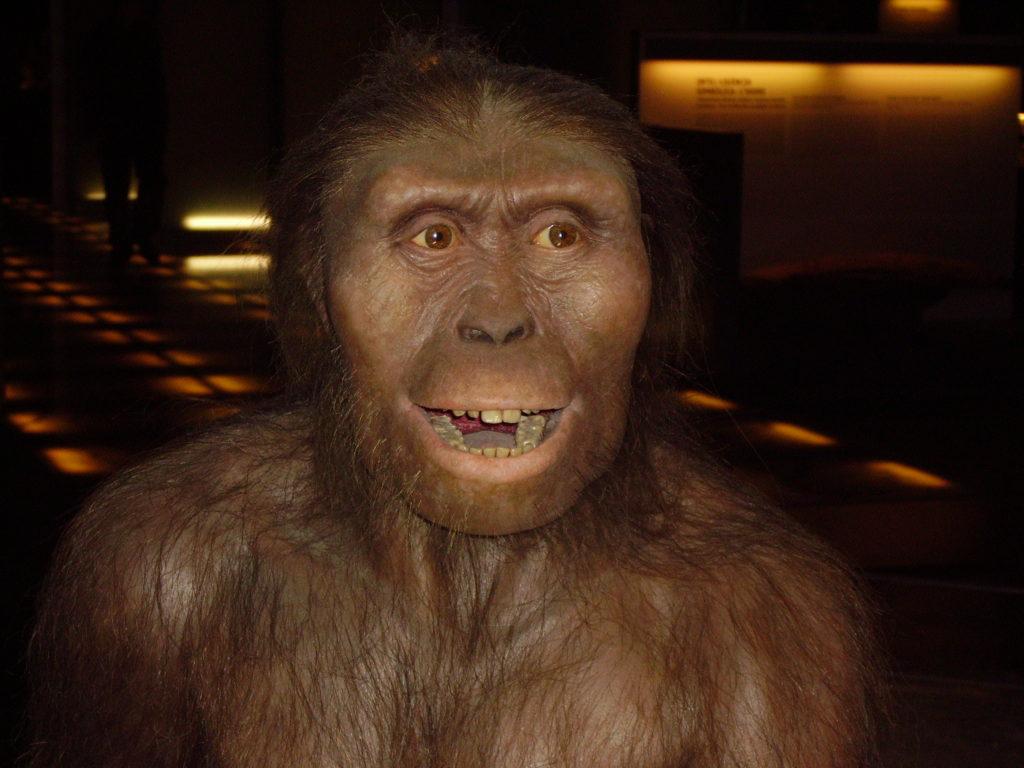 Poneme carita de Australopithecus