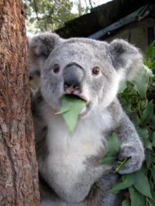 surprised-koala1