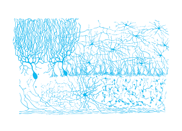 Estructura de los centros nerviosos de las aves (Ramón y Cajal, Madrid, 1905).