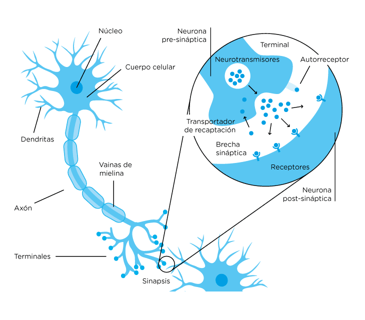 Esquema de una sinapsis neuronal