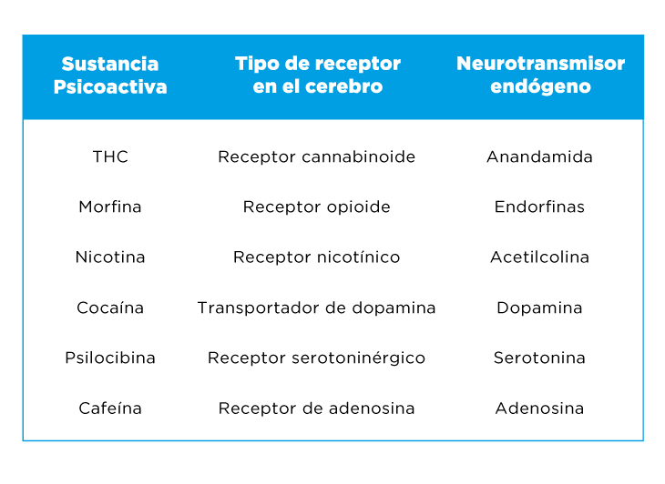 Cuadro de receptores de drogas psicoactivas en el cerebro