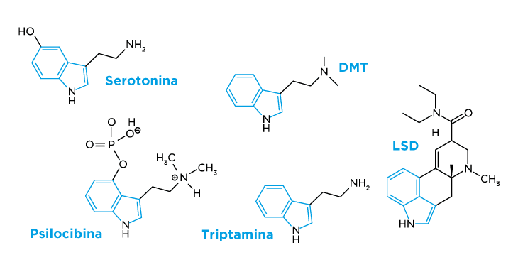 Estructuras quimicas de las moleculas: Serotonina, DMT, Psilocibina, Triptamina y LSD y sus similitudes